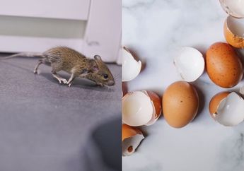 Baru Tahu Malam Ini, Kalau Tikus Bisa Minggat dari Rumah dan Gak Berani Masuk Lagi Cuma dengan Kulit Telur, Ini Caranya