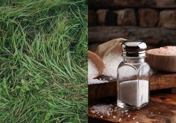Gak Usah Dicabutin, Rumput Liar yang Mengganggu Ternyata Bisa Dimusnahkan dengan Garam, Intip Caranya Yuk!