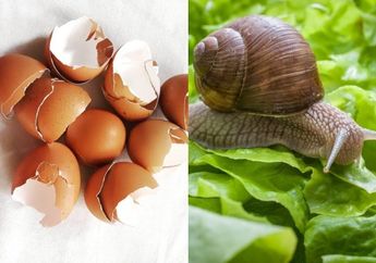 Cara Ampuh Membasmi Siput yang Merusak Tanaman di Rumah, Bisa Pakai Cangkang Telur yang Diolah Seperti Ini