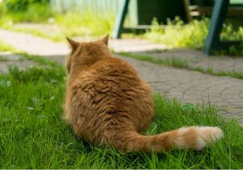 Dunia Hewan: Mengapa Kucing Menggoyangkan Buntutnya Sebelum Menerkam?