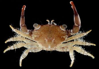 Penemuan Keanekaragaman Kepiting yang Tersembunyi di Terumbu Karang
