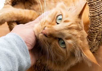 Sahabat Manusia, Inilah Cara Terbaik Memelihara Kucing Menurut Sains