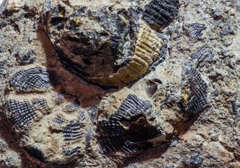 Apa yang Terjadi Pada Ekologi dan Biodiversitas Saat Kepunahan Massal?