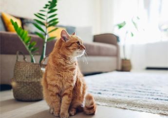 Cara Menghilangkan Bau Kucing di Rumah Tanpa Perlu Repot, Cuma Taruh Bumbu Dapur Ini di Tiap Sudut Rumah