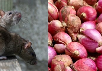 Racun Tikus Bisa Sepi Pembeli Kalau Semua Tahu Cara Mengusir Tikus Selamanya Cuma Pakai Bawang Merah, Aman dari Bau Bangkai!