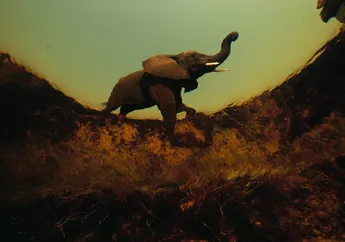 Bertubuh dan Berkontribusi Besar, Bisakah Gajah Menyelamatkan Bumi?