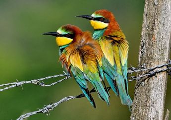Bagaimana Perubahan Iklim Mempengaruhi Musim Kawin Burung Global?