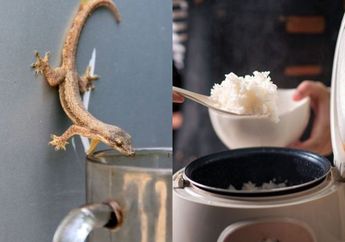 Hati-hati Centong Nasi Kena Jilatan Cicak, Begini 4 Cara Usir Cicak di Dapur Agar Gak Balik Lagi