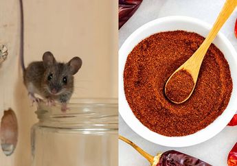 Cara Ampuh Mengusir Tikus dan Curut di Rumah, Gak Bakal Balik Lagi Permanen Kalau Berani Tebar Bahan Alami ini, Cobain!