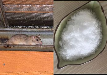 Cara Ampuh Mengusir Tikus dengan Garam, Lebih Ampuh dari Racun Kalau Ikuti Trik ini