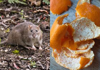 Cara Ampuh Mengusir Tikus dari Kebun, Buru-buru Tebarkan 7 Bahan Dapur ini Kalau Mau tikus dan Curut Lari Kocar Kacir!