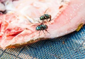 Cara Ampuh Mengusir Lalat dari Area Meja Makan, Cukup dengan Letakkan Semangkuk Bumbu Dapur Ini