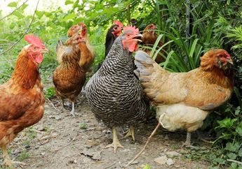 Ayam Tetangga Gak Berani Buang Kotoran Sembarangan Lagi, Caranya Cuma Tabur 3 Bumbu Dapur ini di Halaman Rumah, Berani Coba?
