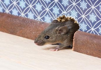 Tikus Ternyata Takut Bahan Dapur ini! Begini Cara Ampuh Mengusir Tikus Selamanya Tanpa Harus Pasang Jebakan