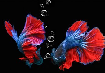 Wah Jangan Coba-coba Deh! Ternyata Ini Bahaya Menaruh Ikan Cupang di Toples Kaca