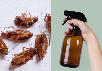 Beranak Pinak Kalau Tidak Dibasmi, Semprot Kecoa Pakai 3 Bahan Ini, Gak Perlu Pusing Lagi Gegara Kecoak di Kamar Mandi