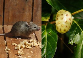 Mau Tahu Cara agar Tikus Bakal Lari Terbirit-birit dari Rumah? Ternyata Cuma Letakkan Sepotong Mengkudu