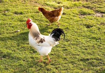 Jadi Biang Kerok Perusak Tanaman, Begini Cara Ampuh Mengusir Ayam Tetangga yang Sering Masuk ke Halaman Agar Tak Pernah Kembali Lagi