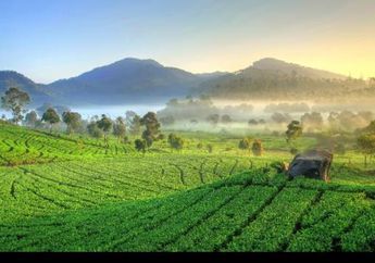 3 Hidden Gem Bandung untuk Weekend Buat Healing di Kebun Teh