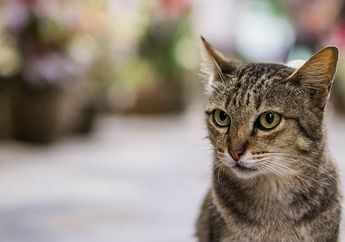 Cara Jitu Mencegah Kucing Liar yang Doyan Buang Kotoran di Halaman Rumah, Cuma Sebarkan 1 Bumbu Dapur Ini, Dijamin Minggat Selamanya