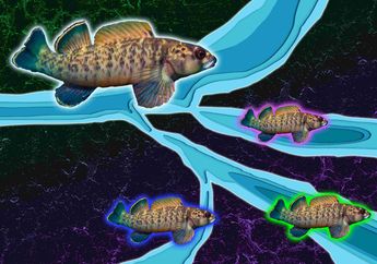Dunia Hewan: Erosi Sungai Menyebabkan Diversifikasi dan Evolusi Ikan