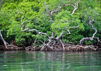 Kunci Pengurangan Karbon Pesisir Ada di Tangan Masyarakat dan Mangrove