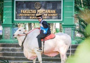 VIRAL di TikTok Video Wisudawan Naik Sapi ke Kampus Pakai Toga, Ternyata Ini Alasannya