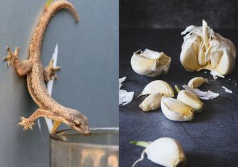 Cara Ampuh Usir Cicak dengan Bawang Putih, Langsung Ngacir Gak Pakai Lama