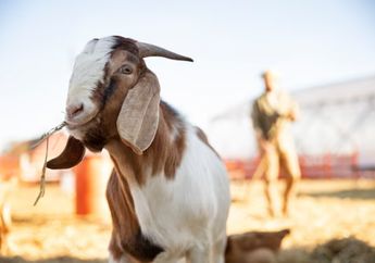 Teks Khutbah Jumat: 3 Hikmah Ibadah Qurban dalam Peristiwa Idul Adha