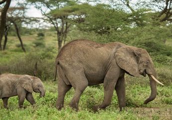 Dunia Hewan: Gajah Jarang Kanker dan Rahasianya Adalah Testis Besar