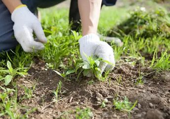 Pakai Air Mendidih, Begini Cara Membasmi Rumput Liar di Halaman Rumah Agar Tak Tumbuh Lagi, Ampuh Banget!