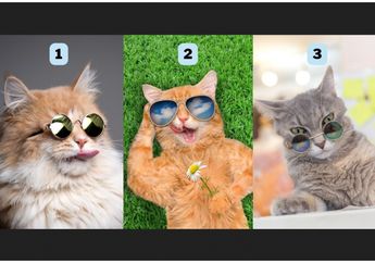 QUIZ: Pilih Gambar Kucing Berkacamata Ungkap Diri Kita Sesungguhnya