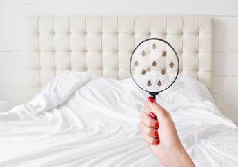 Cara Ampuh Membasmi Kutu Kasur yang Sering Bikin Gatal saat Tidur, Bisa Pakai 2 Bahan Rumahan Ini Saja