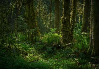 25 Ucapan Hari Hutan Indonesia 7 Agustus 2023, Cocok untuk Caption