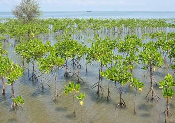 Perubahan Iklim, Restorasi Mangrove dan Masa Depan Masyarakat Pesisir