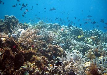 15 Fakta Menarik Taman Nasional Wakatobi, Gugusan Terumbu Karang Terpanjang di Dunia