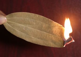 Polusi Lagi Parah-parahnya Malah Bakar 2 Lembar Daun Salam, Setelah 10 Menit, Malah Jadi Betah Tidur di Dapur, Kok Bisa?