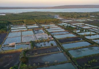 Pembelajaran Mesin untuk Merestorasi Mangrove dan Wilayah Pesisir