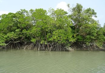 Ekosistem Pesisir Indonesia Adalah Bagian Penting Restorasi Dunia
