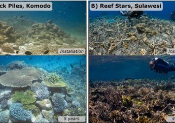 Terumbu Karang Wilayah Pesisir Rusak karena Tekanan Lokal dan Global