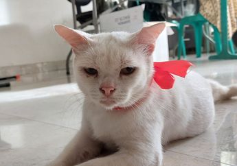 Rumah Tetap Nyaman Meski Pelihara Anabul, Berikut 9 Tips Ampuh Atasi Bau Kucing yang Tak Sedap