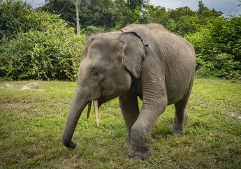 Kisah "Togar", Gajah Sumatra yang Hampir Kehilangan Kakinya