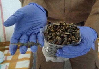 Di Rumah Diusir-usir, Cicak Asal Indonesia Justru Laris Manis di Negara Ini untuk Dijadikan Obat Penyakit Mematikan, Kok Bisa?