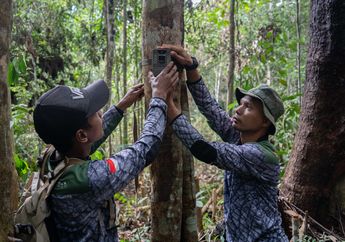 Terancam Punah, Gajah Sumatra di Riau Dipantau "Camera Trap"