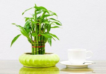 Menurut Feng Shui, Taruh 5 Tanaman Ini ke Rumah untuk Bawa Nasib Baik