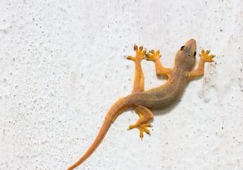 Gak Mempan Pakai Semprotan, Cicak Malah Takut dengan Bau Ini, Ngacir Sendiri Tanpa Perlu Capek-capek Ngusir dari Kamar
