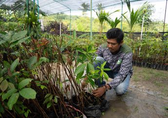 Agroforestri, Solusi Hijau untuk Hidup Berdampingan dengan Gajah