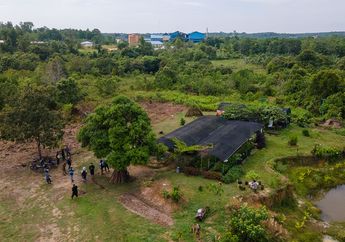 Agroforestri Bantu Lestarikan Gajah dan Jembatani Ekonomi Warga