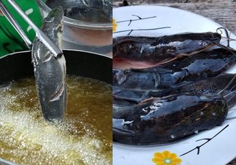 Pantas Tidak Pernah Lihat Pedagang Langsung Masukkan ke Wajan, Ikan Lele Wajib Direndam Dulu Pakai 1 Bahan Dapur Ini Sebelum Digoreng