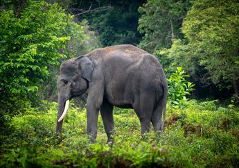Kisah Gajah Codet Berjalan Puluhan Kilometer demi Mencari Pasangan